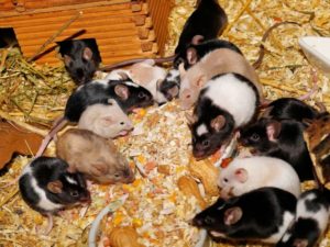 different size, shape, color mice