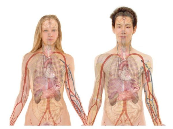 woman and man holding hands with internal organs displayed